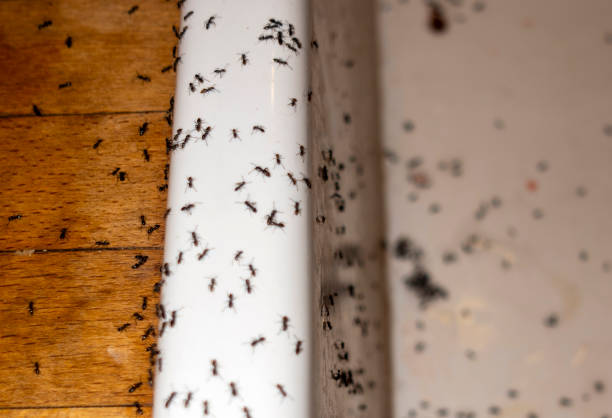 Pest Control Cost in Twin Grove, IL